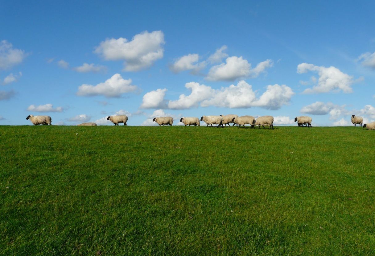 Pastoralisme : impact et rôle clé dans nos sociétés